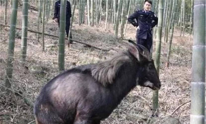 今天今晚四不像，今天晚上四不像肖图 今天