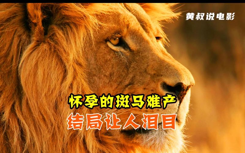 斑马电影韩国在线观看，斑马电影韩国在线观看