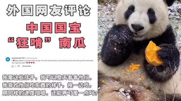 老外扮熊猫看大熊猫，老外扮熊猫看大熊猫视频