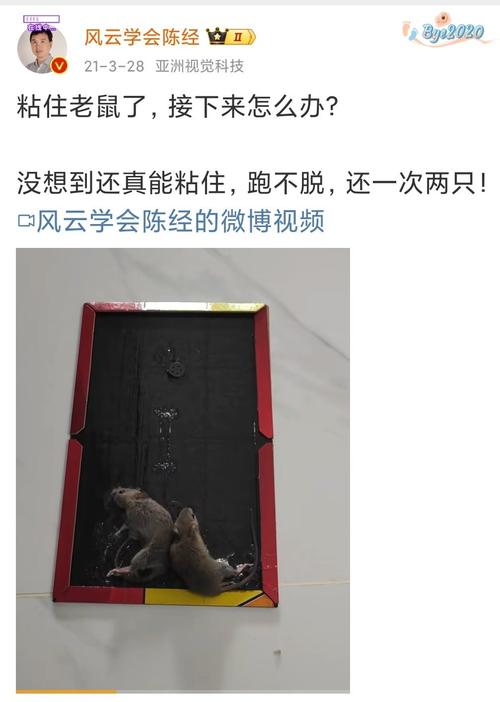 扮老鼠测粘鼠板粘力，粘鼠板实验