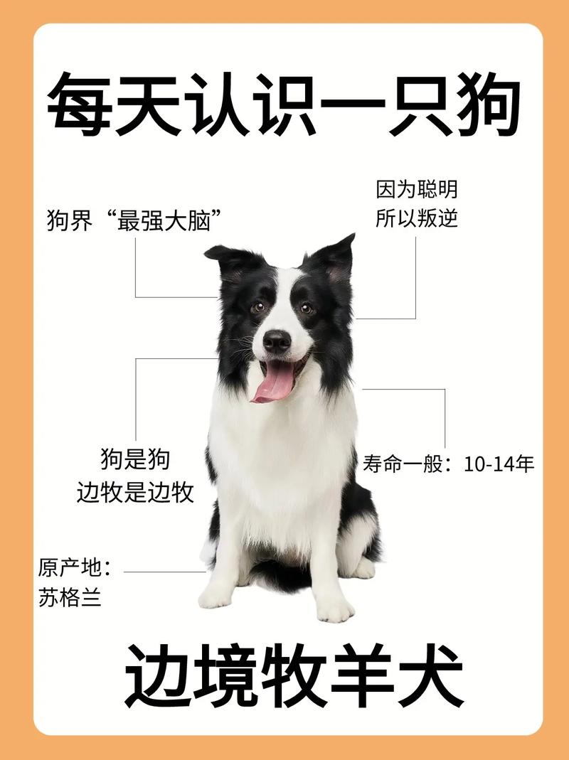 边牧寄养被私自商拍，边牧被寄养后的心理