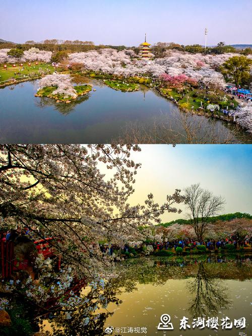 武汉樱花吹成樱花雨，武汉樱花吸引四方游客,一群