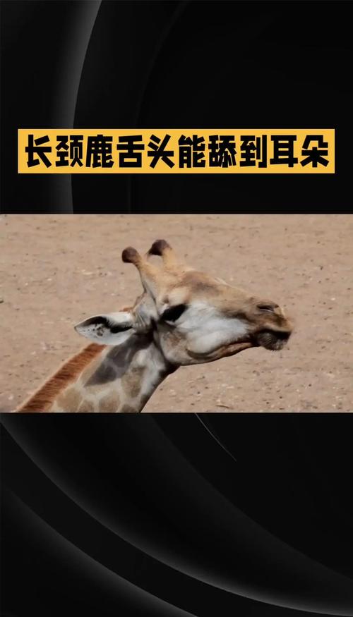 舌头长到能舔胳膊肘，舌头可以舔到胳膊肘吗
